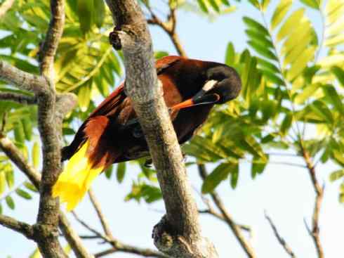 奇特的盔:拟椋鸟 奇特的盔:拟椋鸟