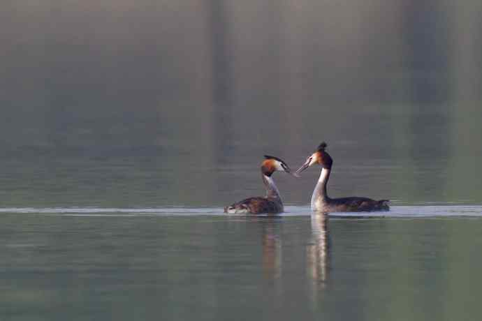 爱情的精神家园----凤头鸊鷉的平湖