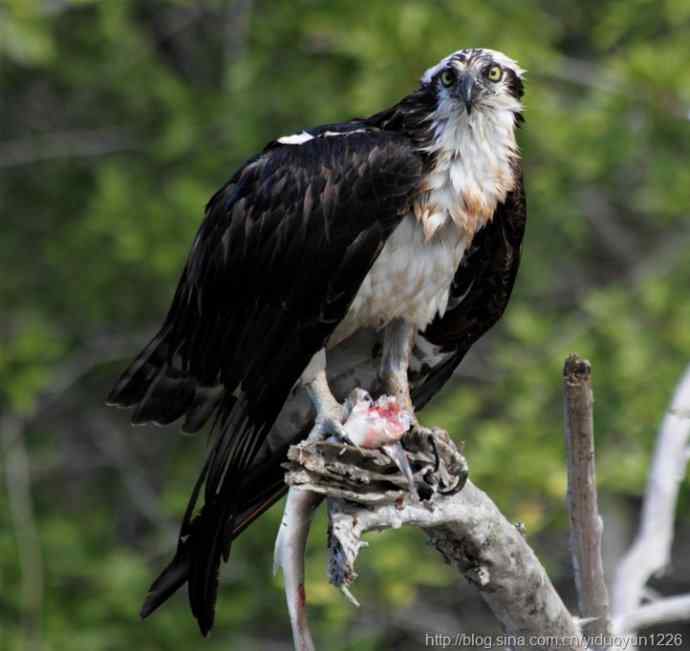 草之河上观鱼鹰吃鱼