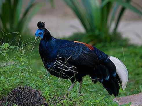 凤凰：传说中的鸟原型探秘（鹇）