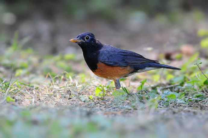 【新鸟】黑胸鸫和乌灰鸫 【新鸟】黑胸鸫和乌灰鸫