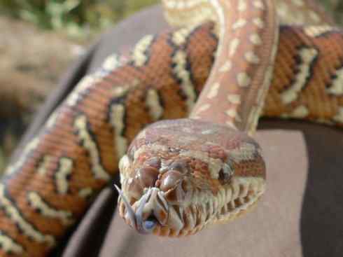 龙:传说的兽原型探秘(树蟒类) 龙:传说的兽原型探秘(树蟒类)