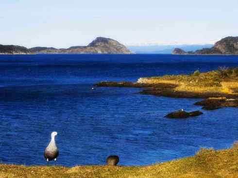 白头鸟系列：另类的美丽（斑胁草雁）