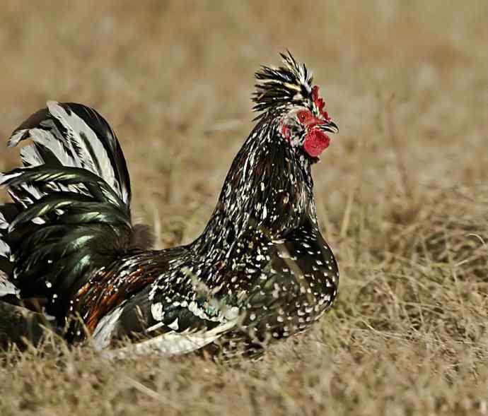 秋实（鹤鹬 wbr遗鸥 wbr扇尾沙锥 wbr金斑鸻）