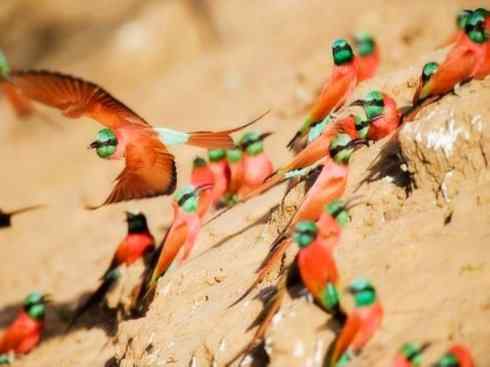 极品红色鸟类:红蜂虎 极品红色鸟类:红蜂虎