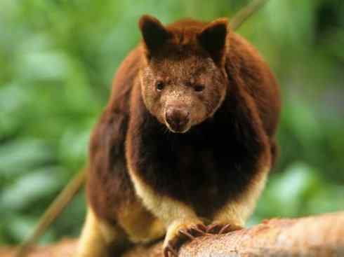 盘点十二大著名食蚁动物:袋食蚁兽 盘点十二大著名食蚁动物:袋食蚁兽