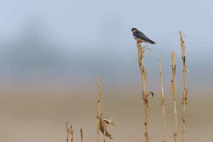 阿穆尔隼与普通燕鸻（生境）