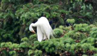 白鹭王国摄影记