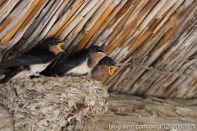 家燕育雏