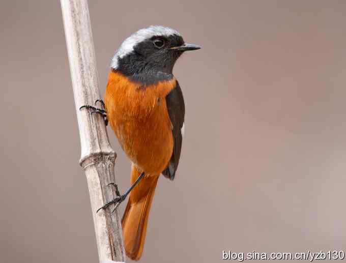 春节过后首次擦枪(组图)