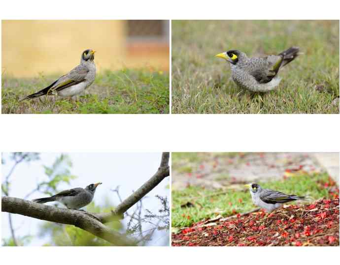 澳洲拍鸟——无处不在的黑额矿吸蜜鸟