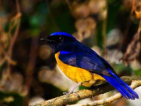 美丽无罪：雀鸟之林鸲