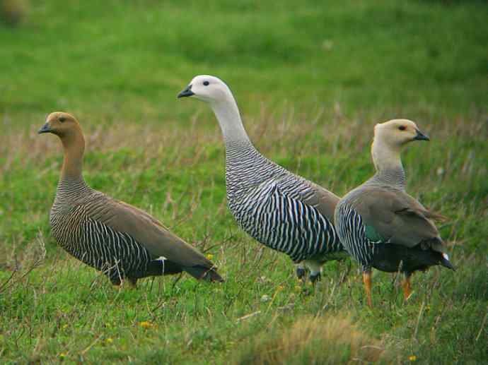 犬科：狐亚科伪狐属之高地狐、河狐、秘鲁狐