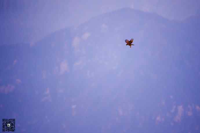 野鸭湖黄昏鸟影