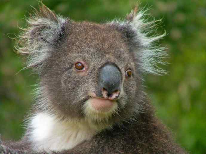 盘点十二大著名食蚁动物:袋食蚁兽 盘点十二大著名食蚁动物:袋食蚁兽