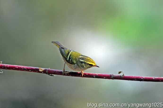 黄腰柳莺(23) 黄腰柳莺(23)