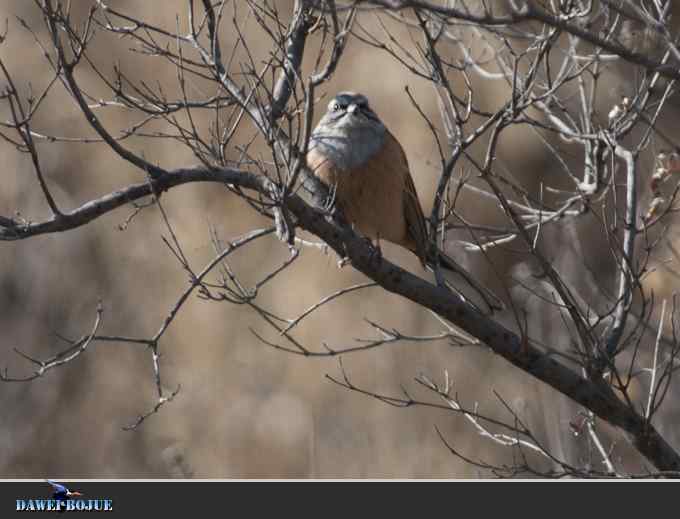 【新鸟】针尾鸭和白河湾的几只鸟