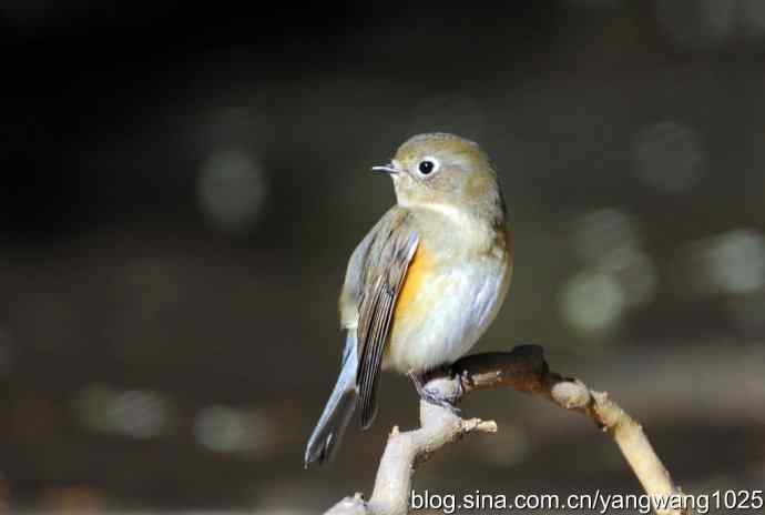 阳光下的红肋蓝尾鸲 wbr wbr1