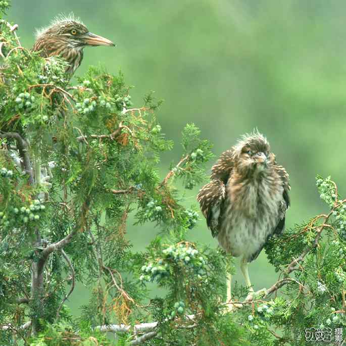 小白鹭与小夜鹭