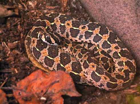 龙：传说的兽原型探秘（蝰蛇类）