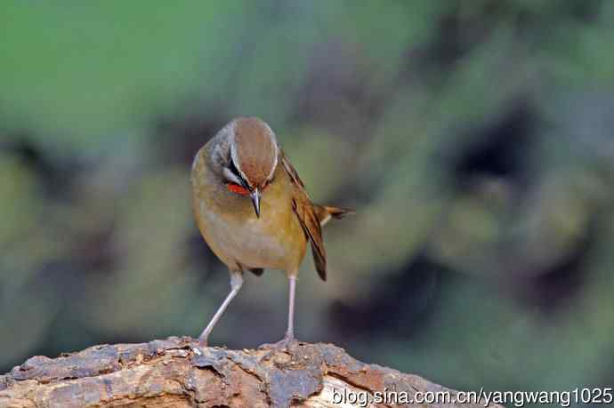 雄性红喉歌鸲（22）