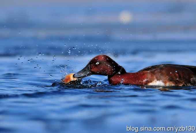 蓝之梦&bull;白眼潜鸭（组图，）
