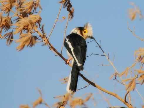 白头鸟系列：另类的美丽6