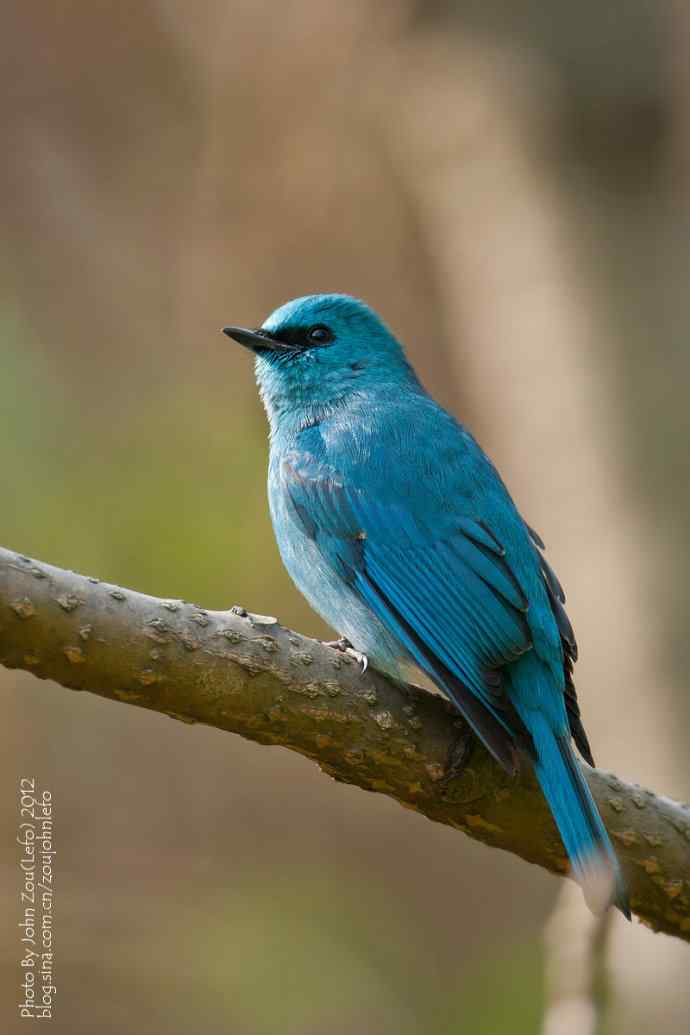 喜欢那一身蓝鈥斺斖尔l