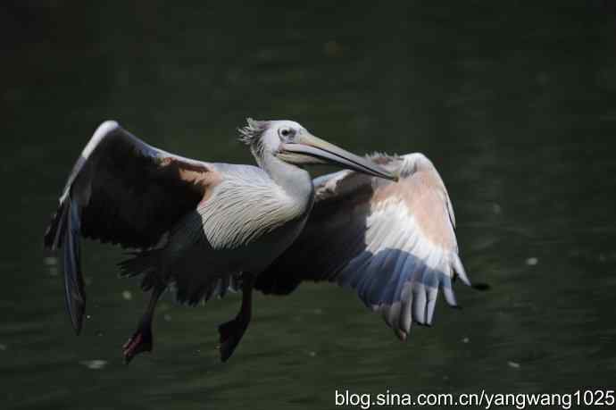 北京动物园的鸟类——再拍大鹈鹕 6