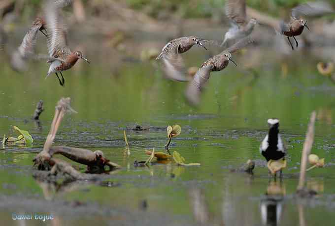曼妙起舞--慢门抓拍滨鹬起飞瞬间