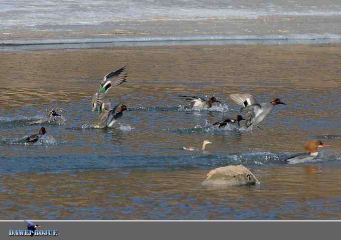 冰上鸭趣 冰上鸭趣
