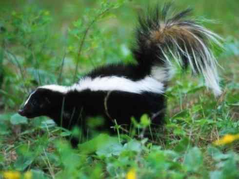 十大喜食蜂蜜动物：黄喉貂