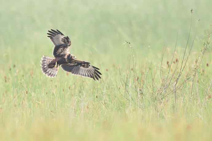野鸭湖俏皮小隼与新宠白腹鹞