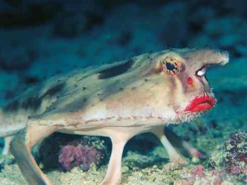 鱼类活化石：月眼鱼