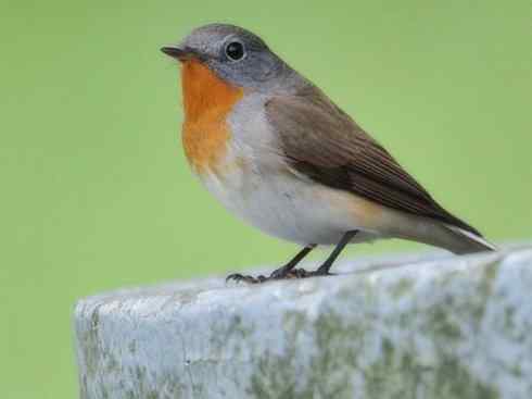 美丽无罪:雀鸟之姬鹟 美丽无罪:雀鸟之姬鹟