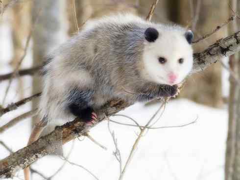 动物世界：山寨还是原创之十一