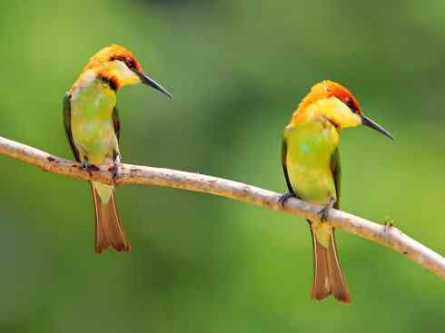 绝色攀禽：佛法僧目之蜂虎3