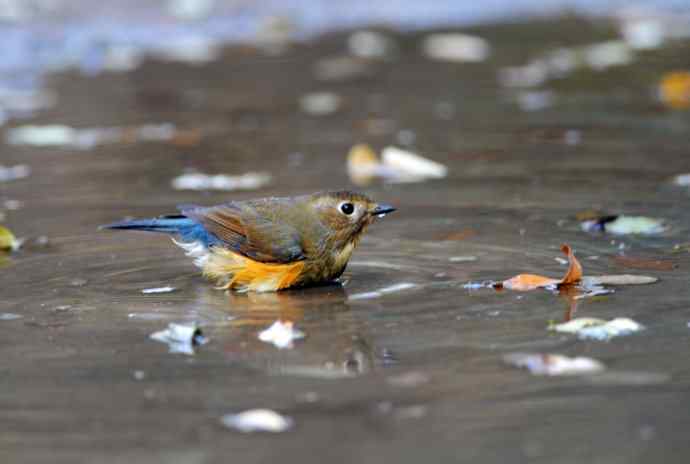 雌性红胁蓝尾鸲（7）