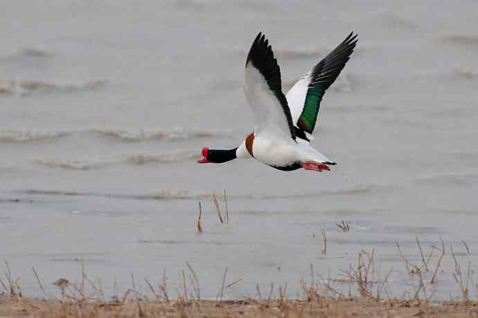 科尔沁湿地的翘鼻麻鸭