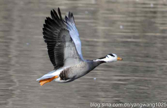 北京动物园的鸟类——水面飞行的斑头雁