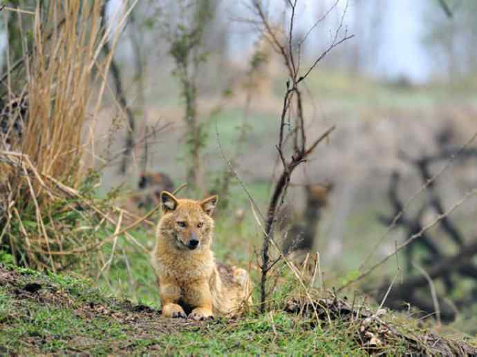 犬科：犬亚科犬属之金豺、黑背豺（胡狼类）