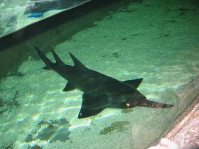 鱼类活化石：锯鳐