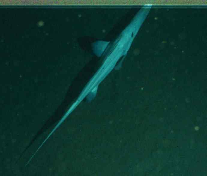 鱼类活化石：长吻银鲛