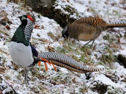 凤凰：传说中的鸟原型探秘（锦鸡）