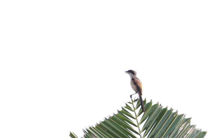 摄鸟拾趣（十三） wbr棕背伯劳