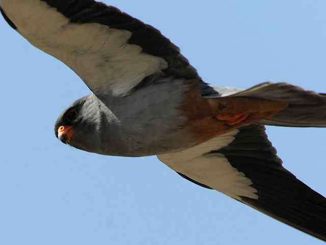 阿穆尔隼咏叹 阿穆尔隼咏叹