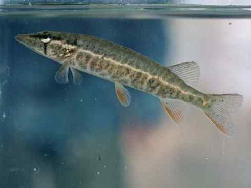 鱼类活化石：弓鳍鱼