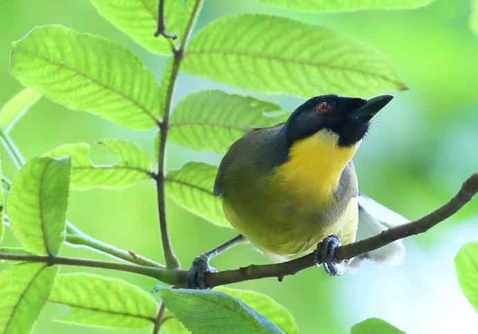【半日相逢世界濒危小鸟---黄喉噪鹛】