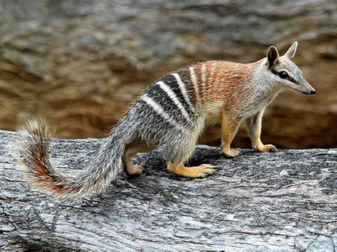 盘点十二大著名食蚁动物:袋食蚁兽 盘点十二大著名食蚁动物:袋食蚁兽