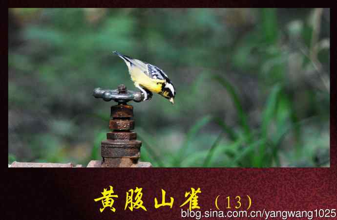 北京天坛公园的鸟类——黄腹山雀（13）